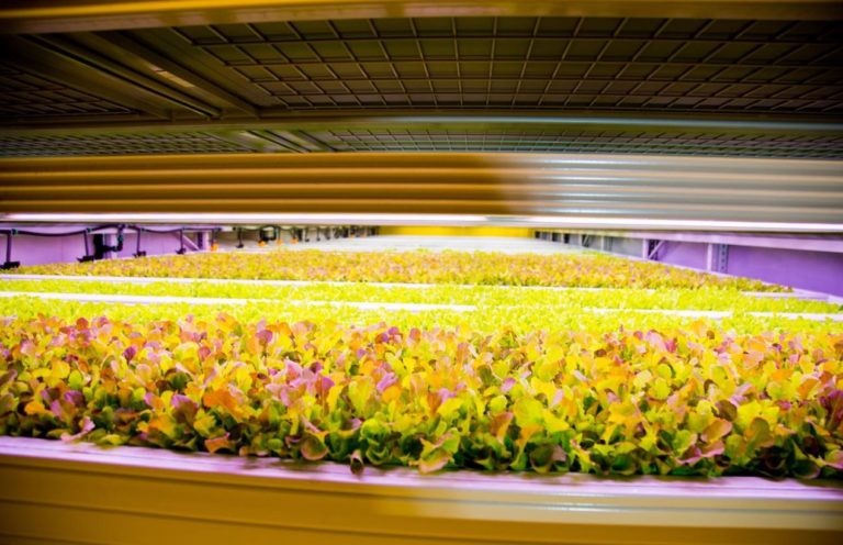 Kuwait forms partnerships to set up first commercial indoor vertical farm